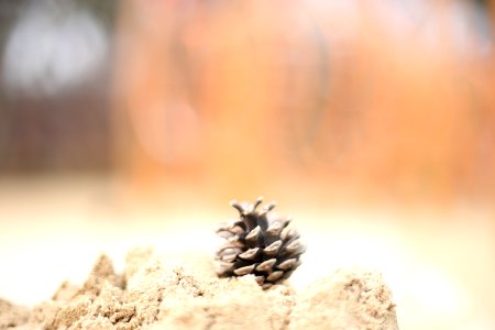 Seoul, South korea, pine cone photo