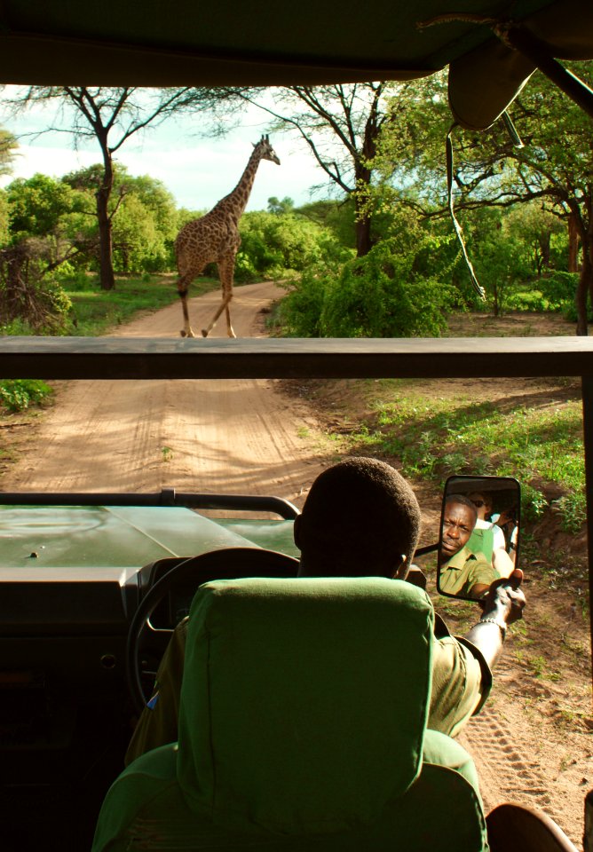 Animals, Nature, Giraff