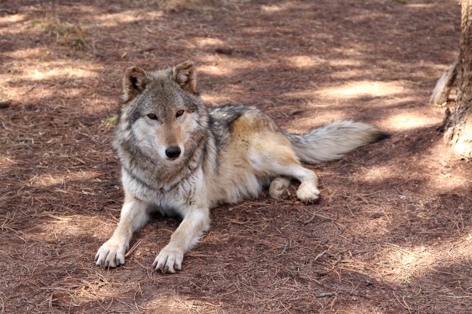 Animal, Wolves, Wolf