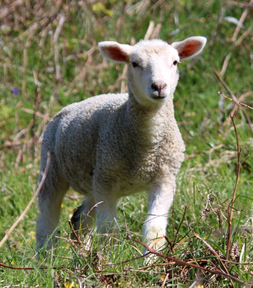 Farm agriculture wool photo