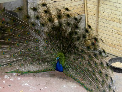 Peacock, Bird