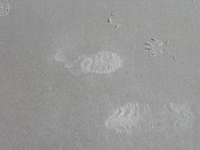 Print, Footprints, Beach
