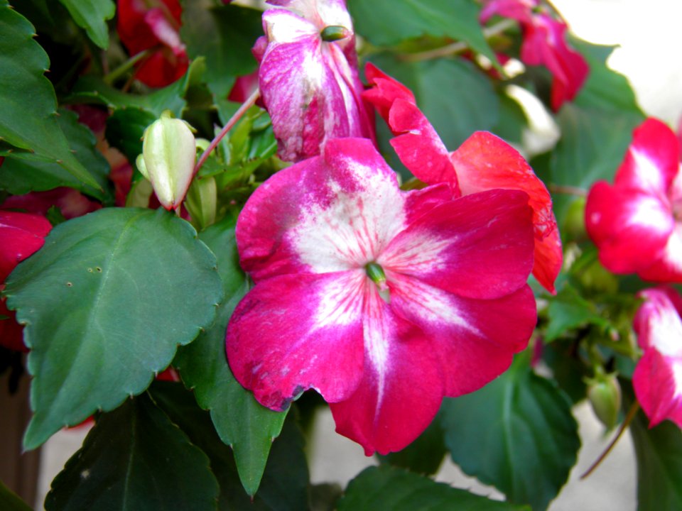 Fairfax, United states, Flowers