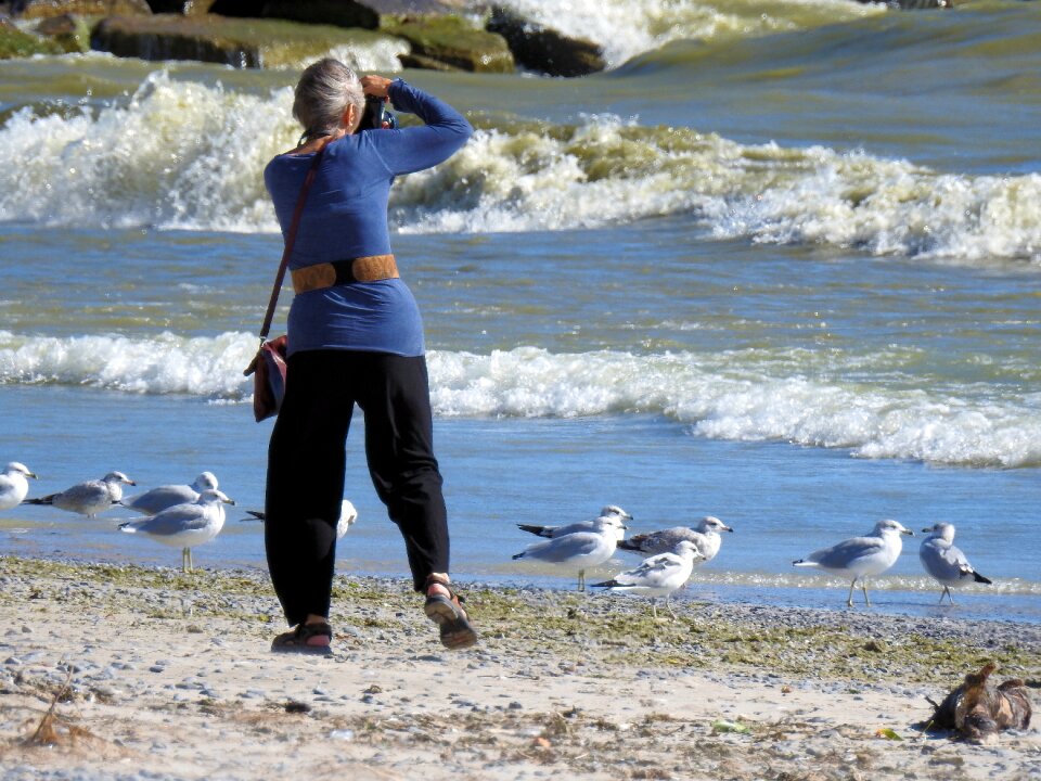 Seagulls vacation beach