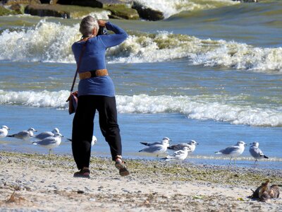 Seagulls vacation beach