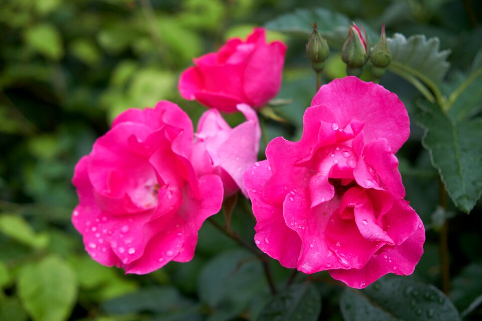 Pink rose nature