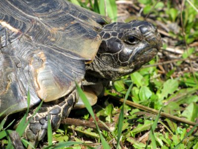 Turtle