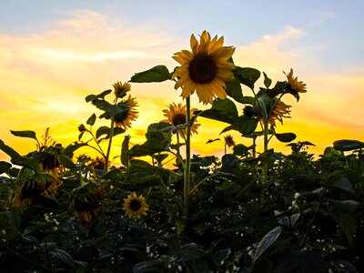 Sunset dusk sunflower photo
