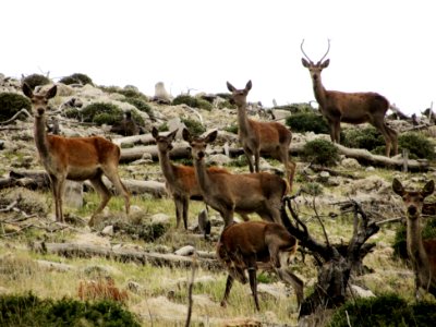 National park of parnitha, Acharnes, Greece