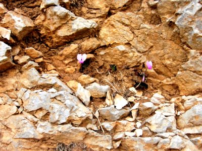 National park of parnitha, Acharnes, Greece