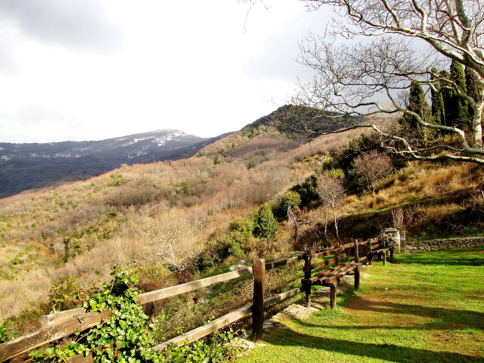 Forest, Mountain, Trees