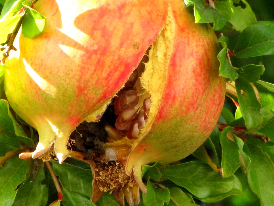 Pomegranate