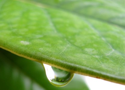 Leaf, Raindrop