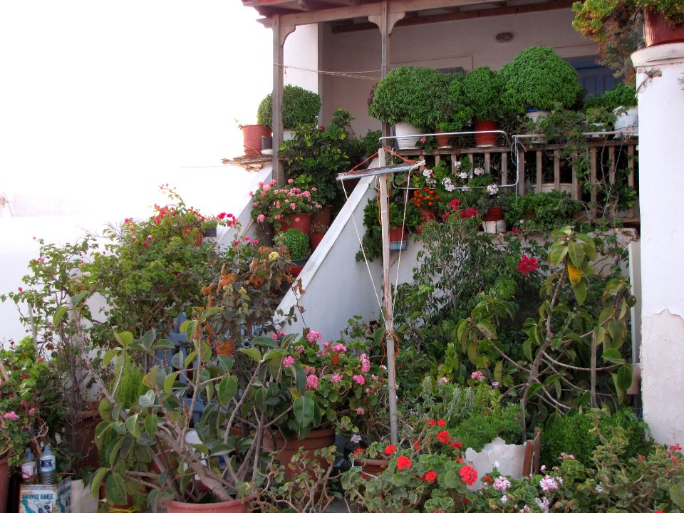 Kythnos, Greece, Plants