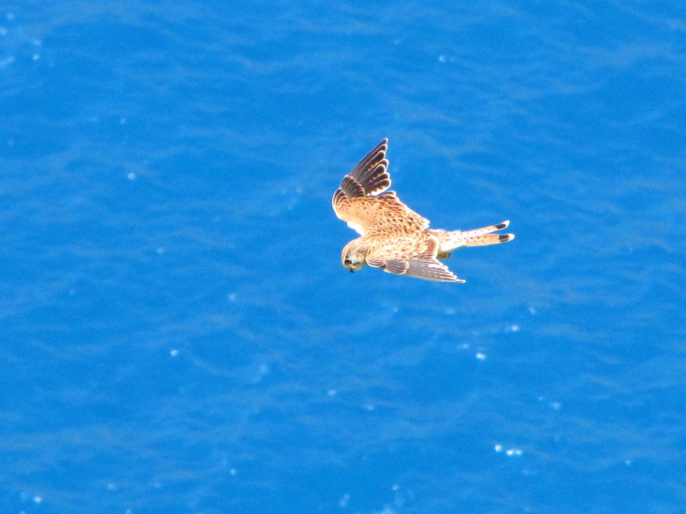 Zakynthos, Greece, Bird watching