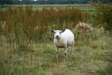 Pasture wool nature photo