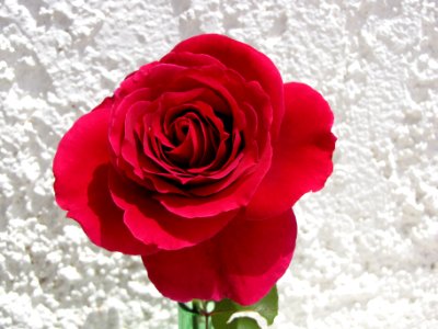 Attica, Greece, Rose