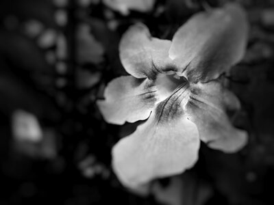 Black white nature
