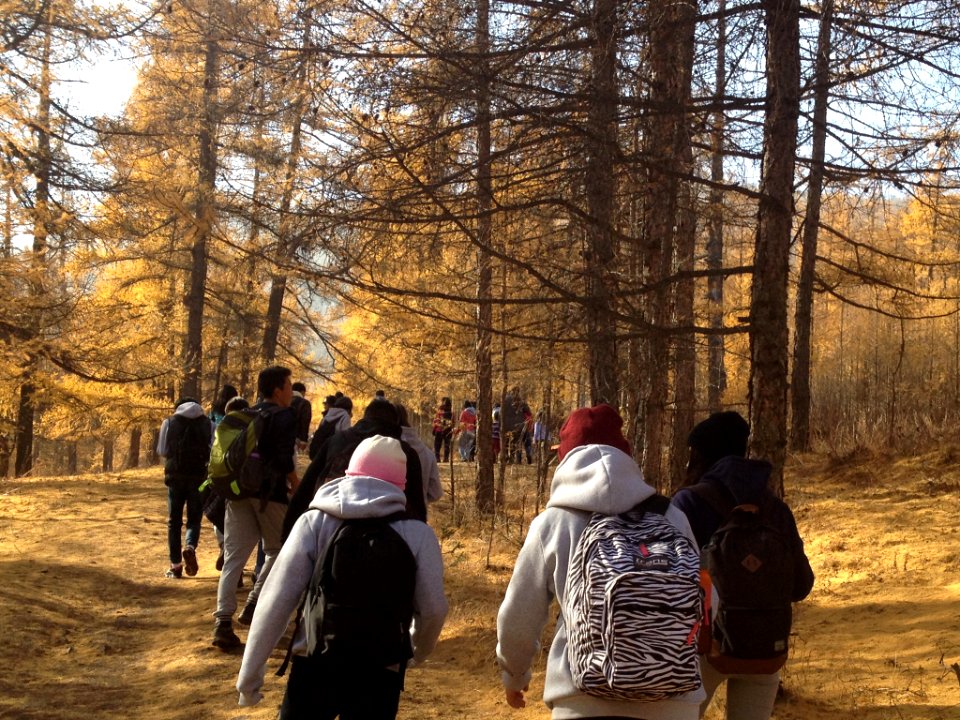 Forest, Spring, University