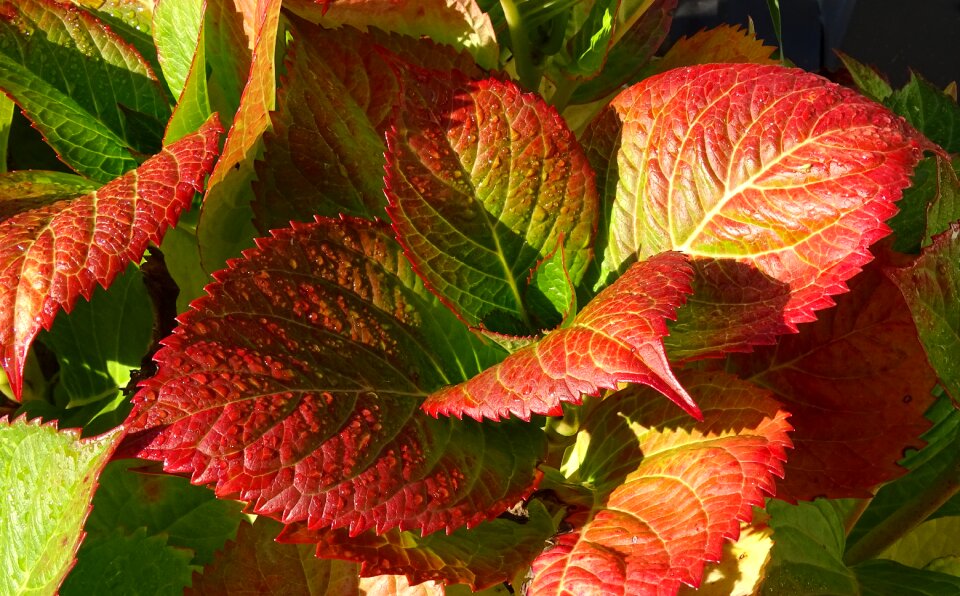 Red nature fall color