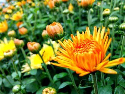 Warm, Summer, Spring