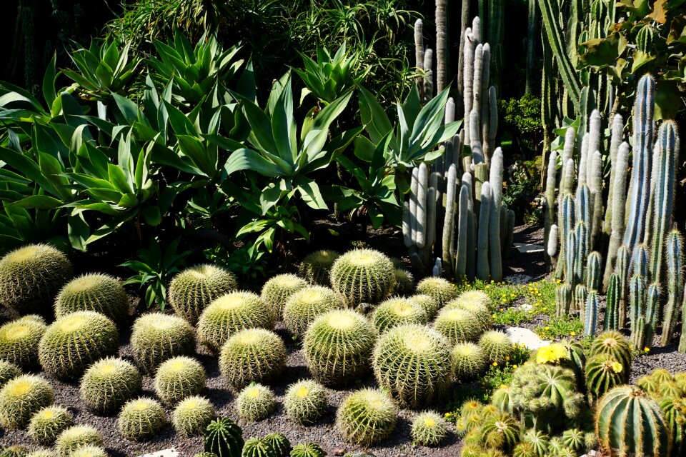 Plant botanical garden überlingen