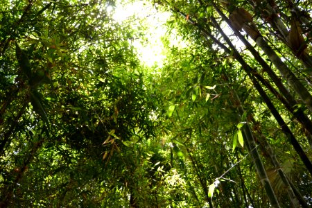 Nature, Bamboo, Forest