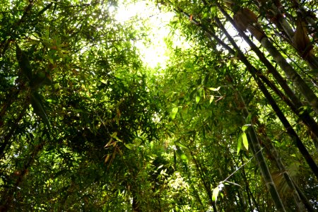 Nature, Bamboo, Forest photo