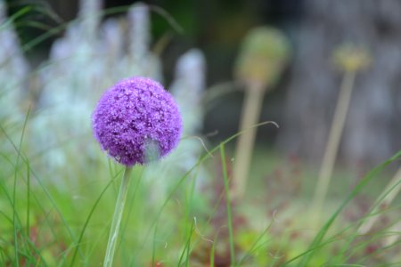 Nature, Flower photo