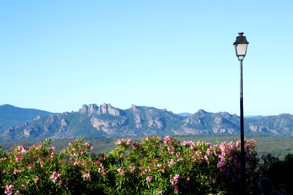 France, Nature, Fleurs