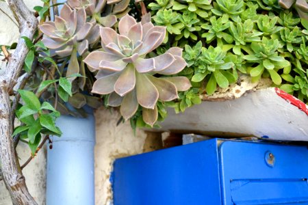 Montpellier, France, Plantes vertes