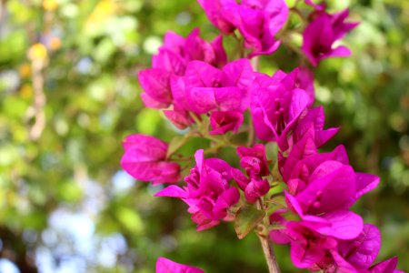 Athens, Greece, Branch
