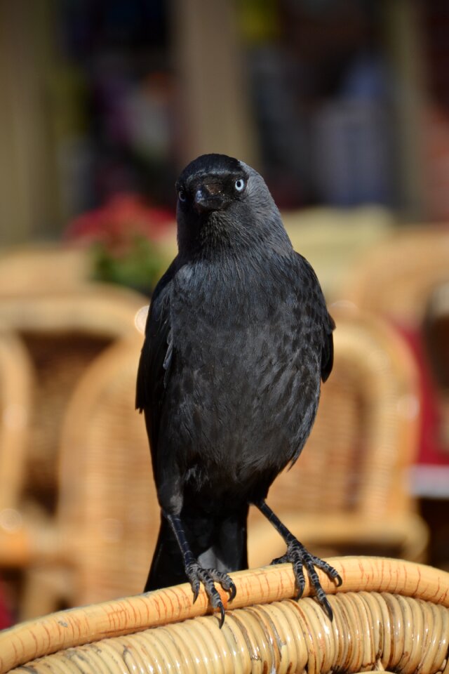 Animal black flying