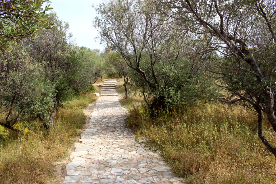 Athens, Greece, Trees
