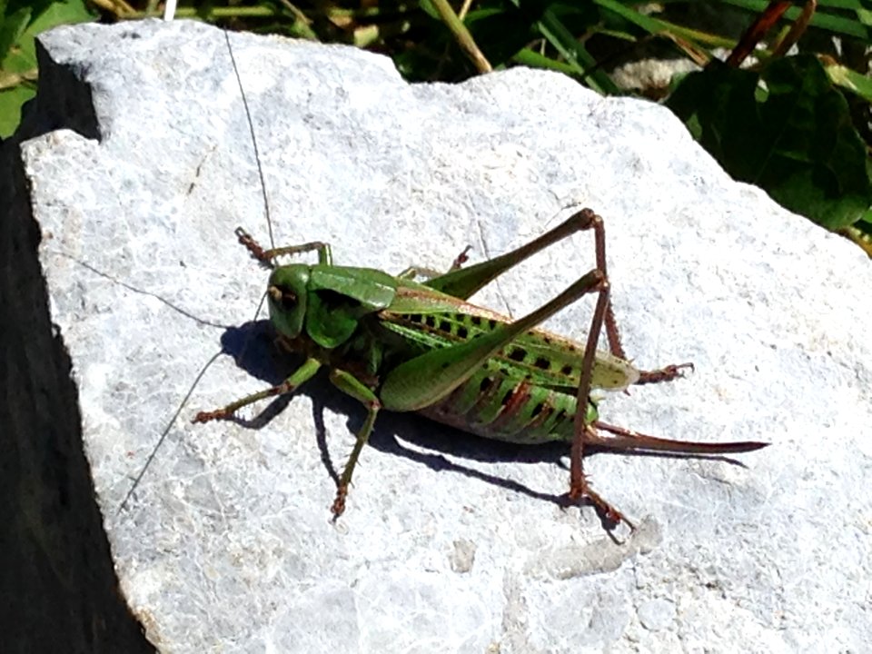 Austria, Bug, Green