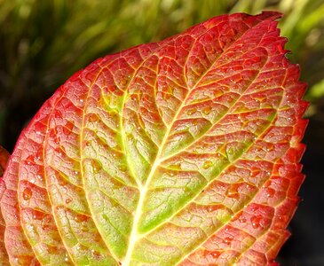 Red nature fall color