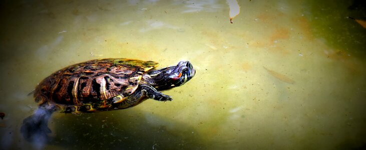 Swimming zoo natural