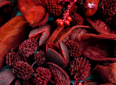 Aromatic female scented