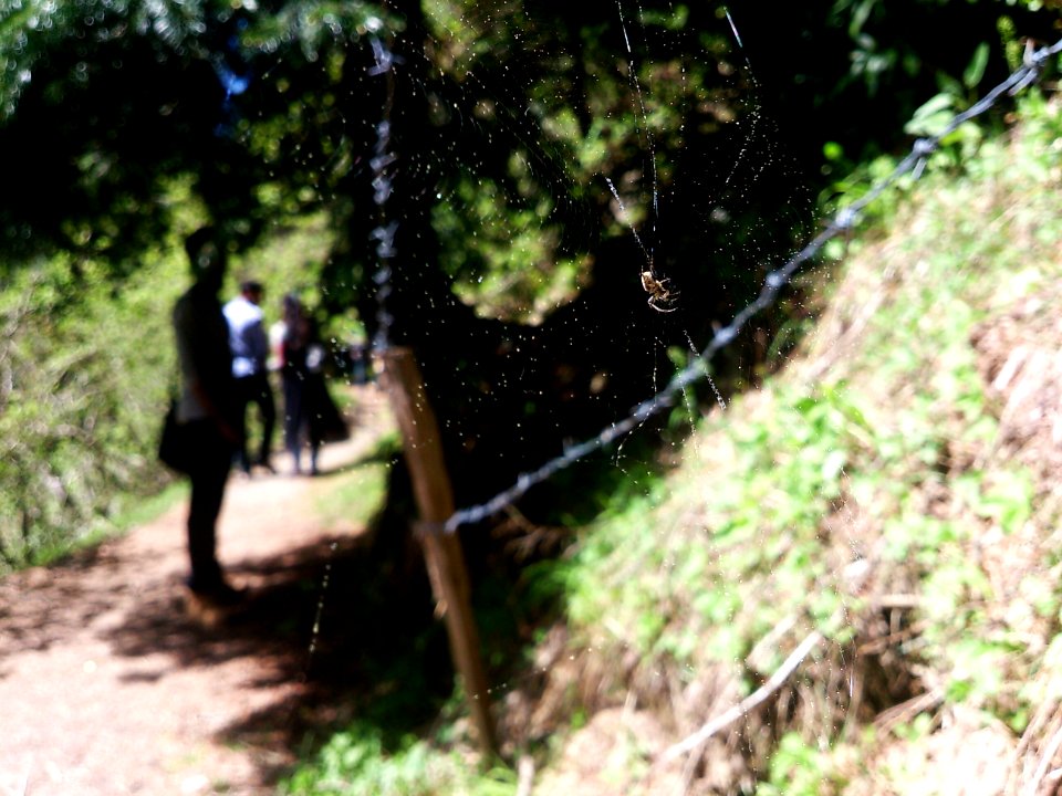 Track to lalazar, Dunga gali, Abbottabad
