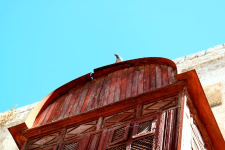 Jerusalem, Israel, Bird