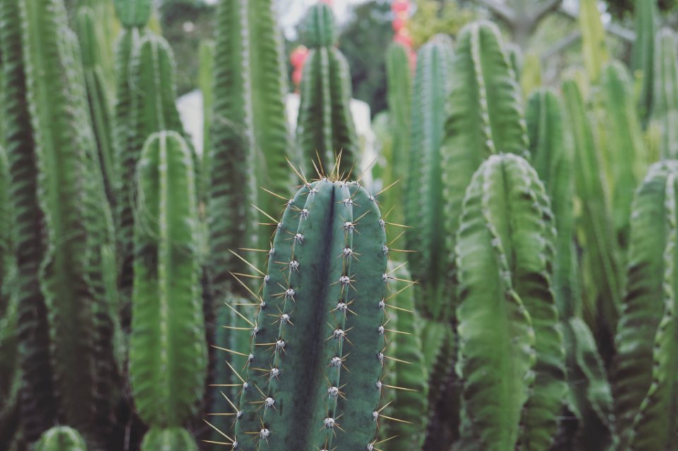 Xiamen, China, Cactus