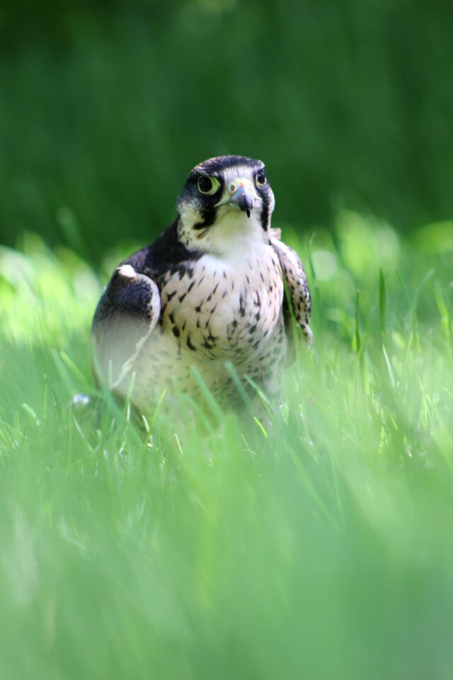 Lanner falconry wildlife