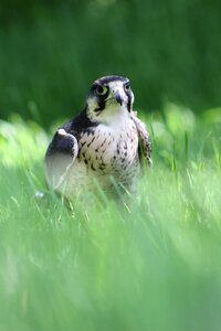 Lanner falconry wildlife photo