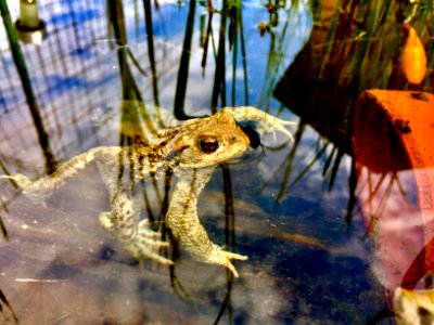 Fish, Frog, Nature