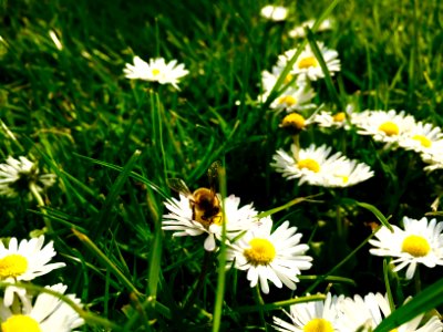Garden, Nature, Daisy