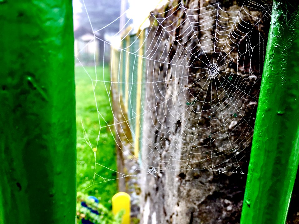 Morning, Dew, Nature