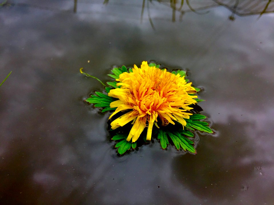 Waterlily, Play, Outside