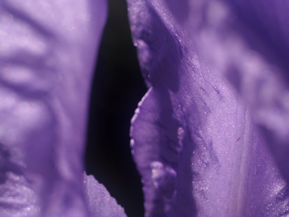 Creativity, Art, Purple