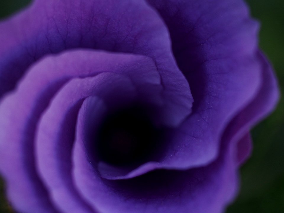 Passion, Sacred, Purple