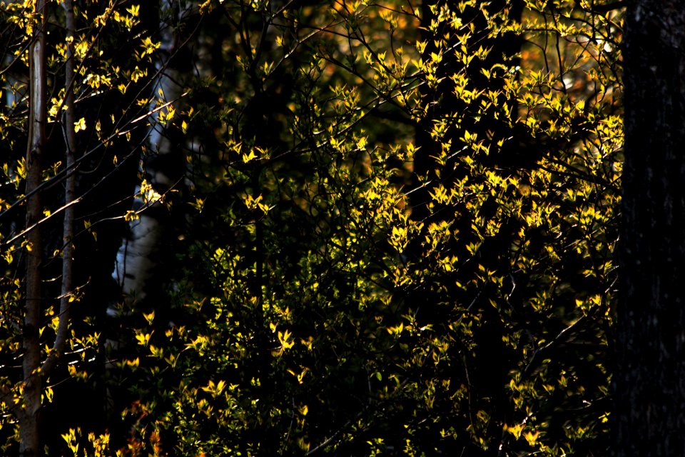 Ontario, Canada, Birch